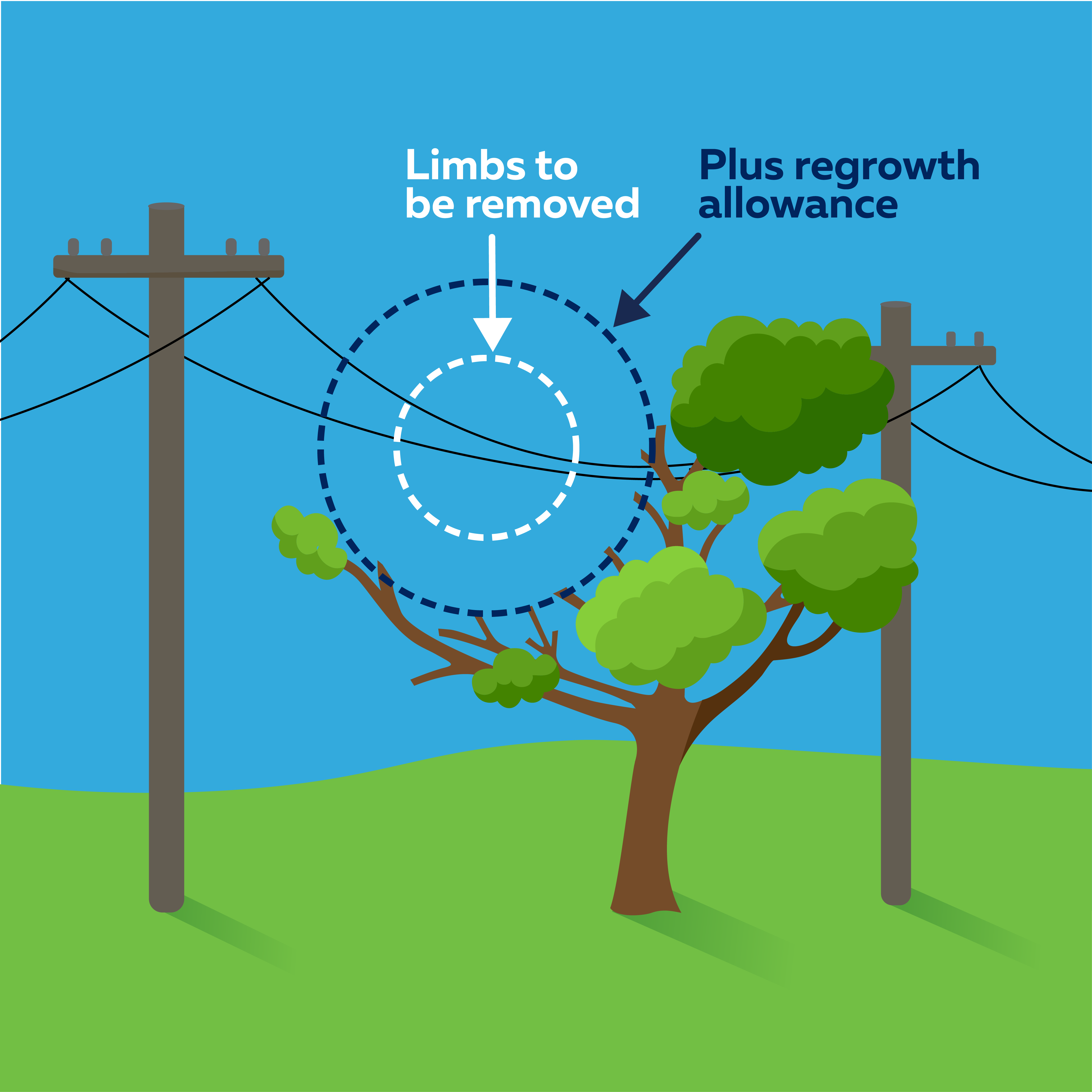 Ausgrid Tree Trimming clearances