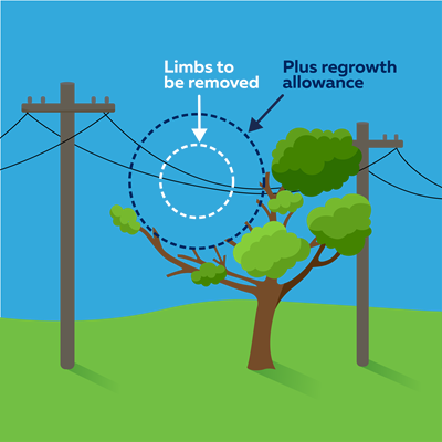 Ausgrid Tree Trimming clearances