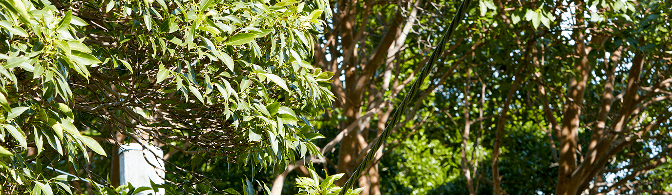 Vegetation management  - trees and branches