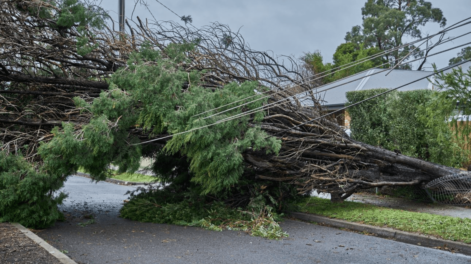 Tree fallen on powerlines in storm
